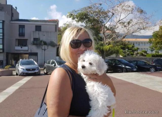 chiot bichon maltais male. 