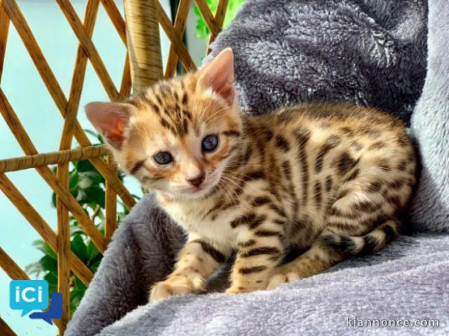 Portée de 4 splendide chaton bengal