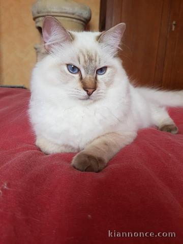 Disponible magnifique chaton ragdoll.         