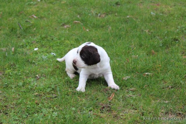 Magnifique chiot épagneul non lof a donner