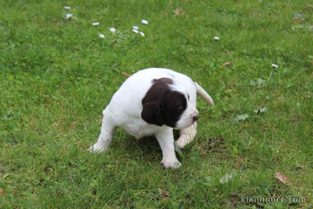 Magnifique chiot épagneul non lof a donner