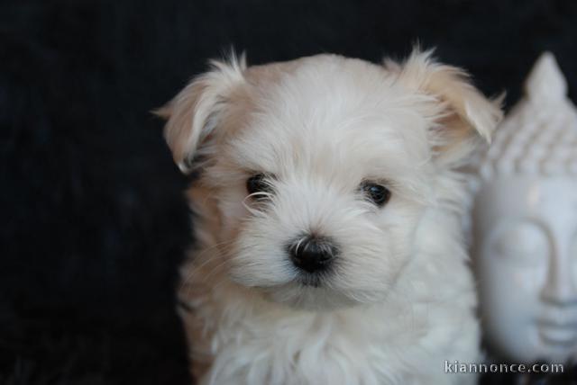 chiot bichon maltais non  LOF