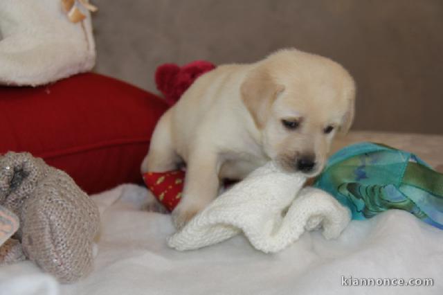 Adorables chiots labrador (type) a donner