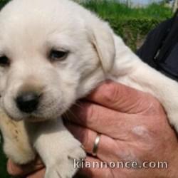 chiots labrador a reserve