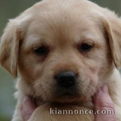 chiots labrador a reserve