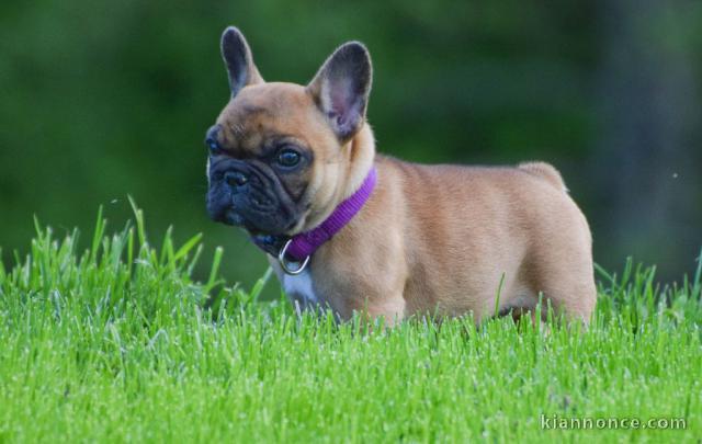 Chiot bouledogue français a donner