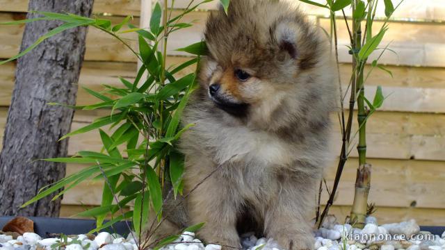  Chiot spitz nain non lof a donner