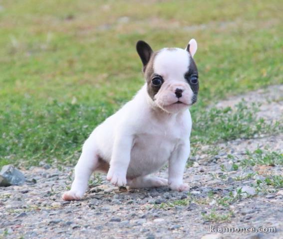 Chiot femelle bouledogue français a donner