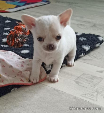 Chiot chihuahua non lof cadeau noel 