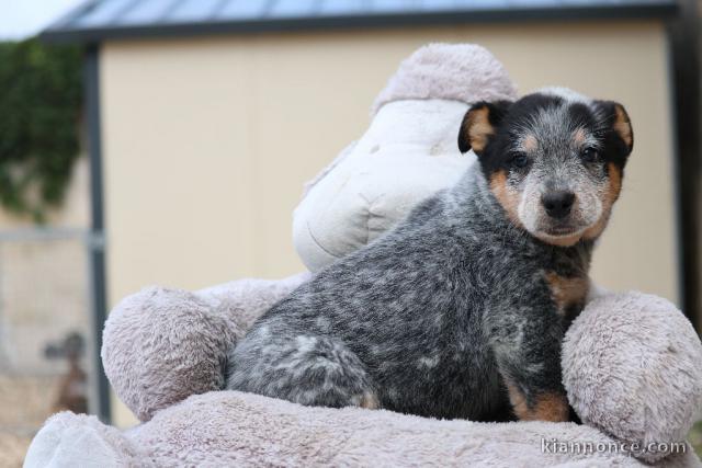 Chiot Bouvier autralien non lof 