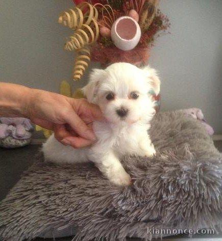 Chiot bichon maltais non lof a ceder