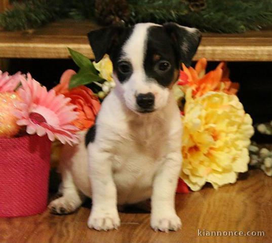 Superbes chiots Jack Russel LOF DISPONIBLES