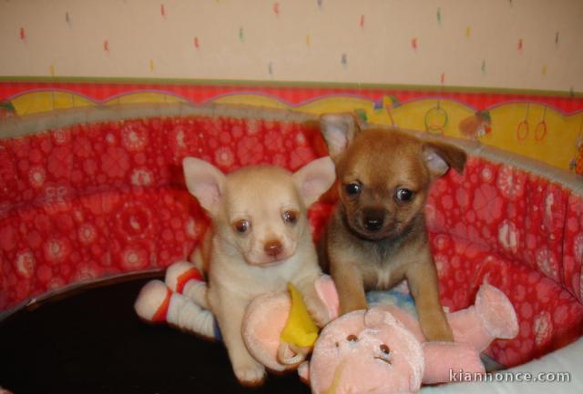 Chiots chihuahua disponible