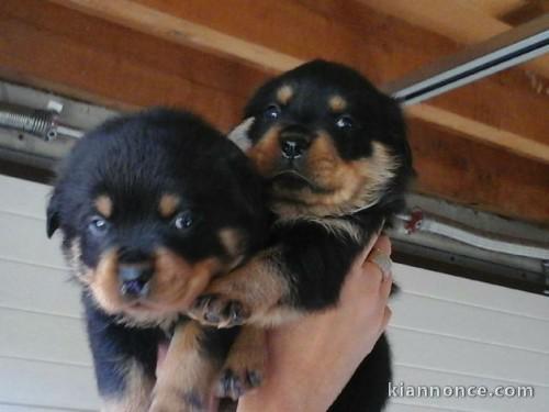 chiots rottweiler a reserver