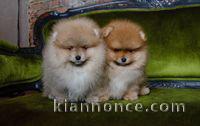 chiots spitz a reserve