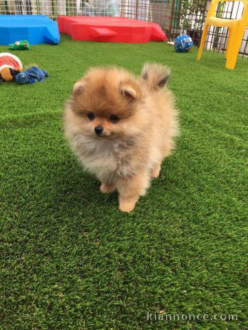 Adorables chiots spitz nain 