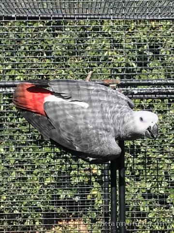 Magnifique perroquets gris du gabon