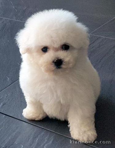 DONNE CHIOTS BICHON FRISE