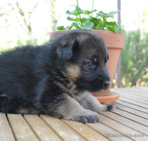 Adorable Berger Allemand a donner