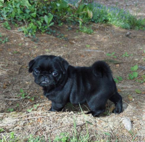 Chiot de race Carlin a donner 