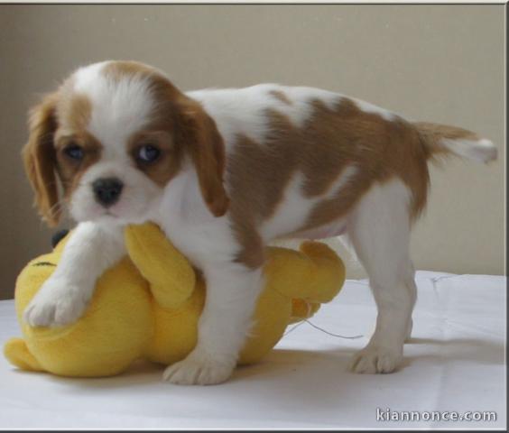 Chiot de race Cavalier King Charles Spaniel