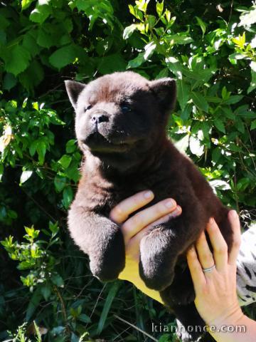 Chiot de race Chow Chow a donner 