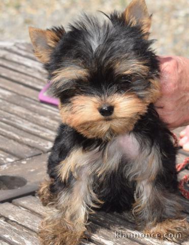 Chiot Yorkshire Terrier a donner 