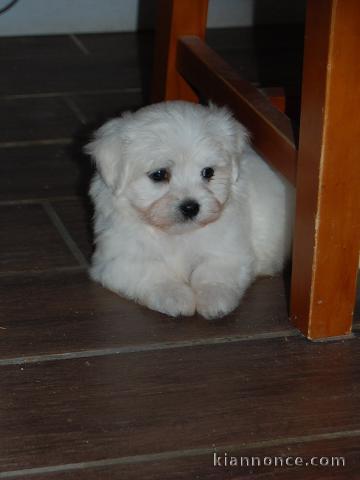 Bichon maltais cherche une famille 