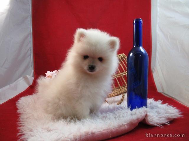 Donne magnifique Chiot  Spitz allemand