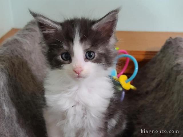 Chatons de race Maine coon