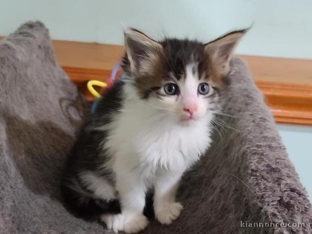 Chatons de type Maine coon a dopter