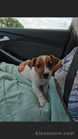 chiot beagle male.   