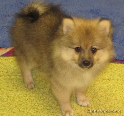 Chiots spitz pomeranien