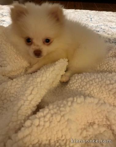 Chiots spitz pomeranien