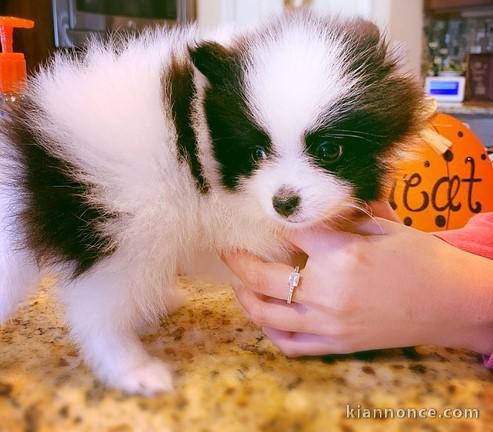 Chiots spitz pomeranien