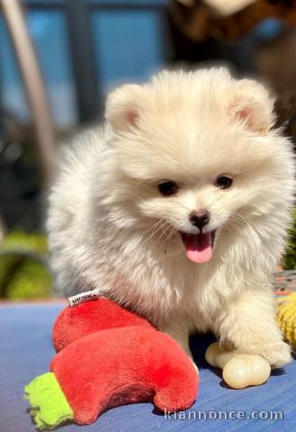 Chiots spitz pomeranien