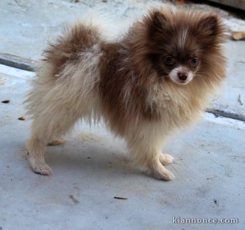 Chiots spitz pomeranien