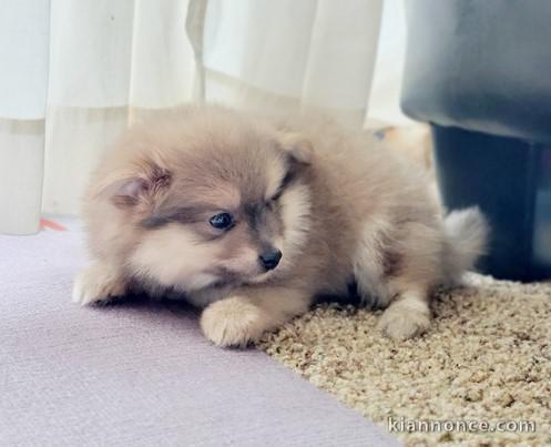 Chiots spitz pomeranien