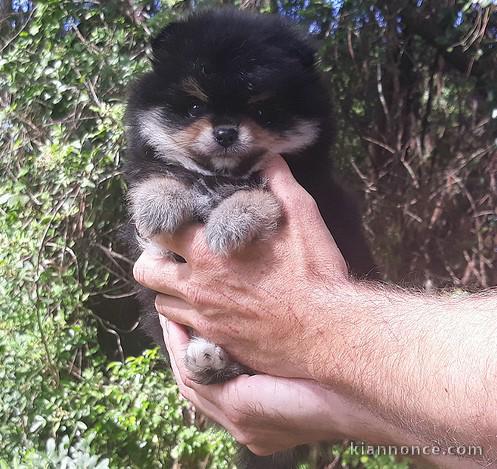 Chiots spitz pomeranien