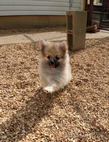 Chiots spitz pomeranien