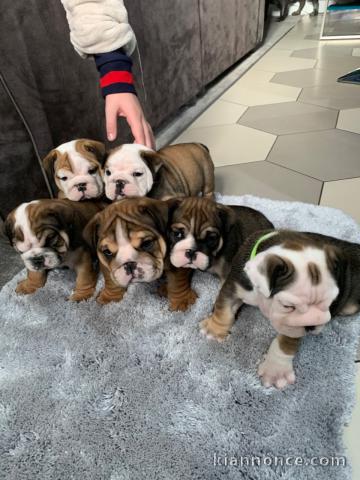 magnifiques Chiots Bouledogue Anglais LOF 1 mâle et femelles