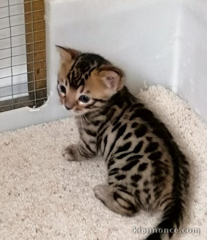 2 Chatons Bengal Disponible