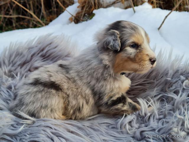 Chiots Berger Australien