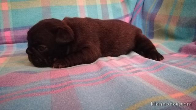 Manifique chiots Bouledogue français a donner