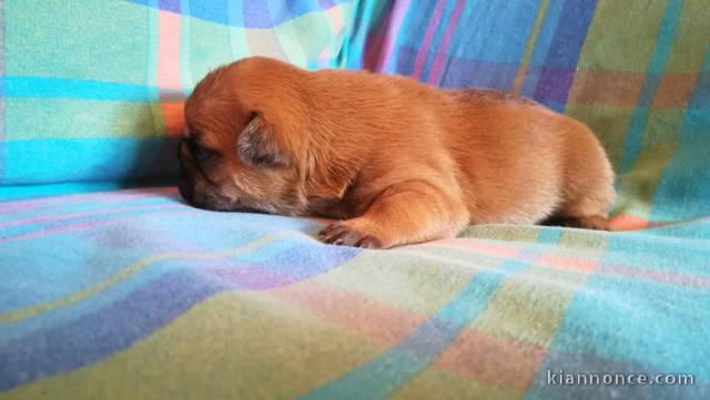 Manifique chiots Bouledogue français a donner