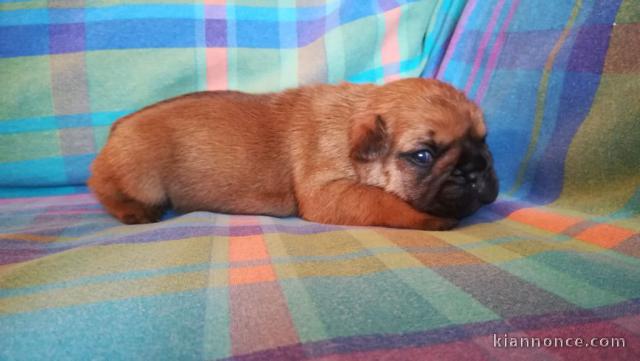 Manifique chiots Bouledogue français a donner contre bon soin