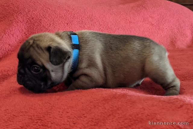 Manifique chiots Bouledogue français a donner contre bon soin