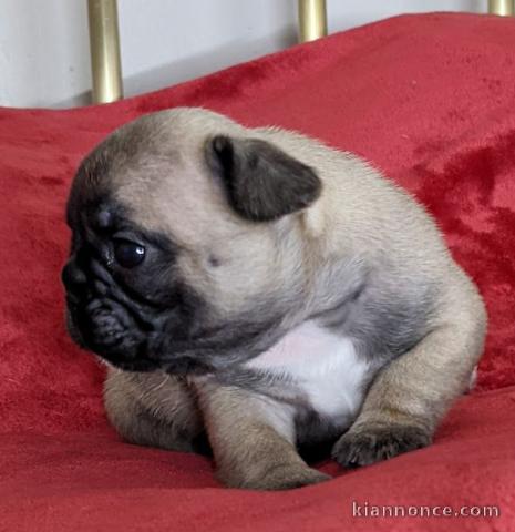 Manifique chiots Bouledogue français a donner contre bon soin