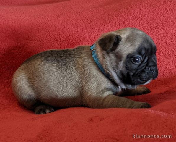 Manifique chiots Bouledogue français a donner contre bon soin