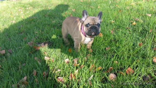 Manifique chiots Bouledogue français a donner contre bon soin